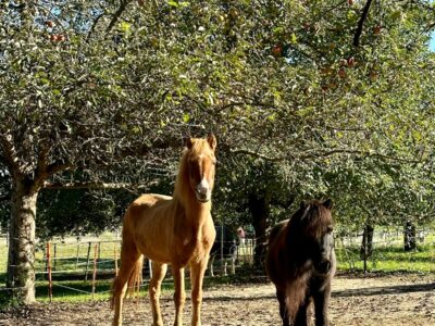 Pony-Abenteuer
