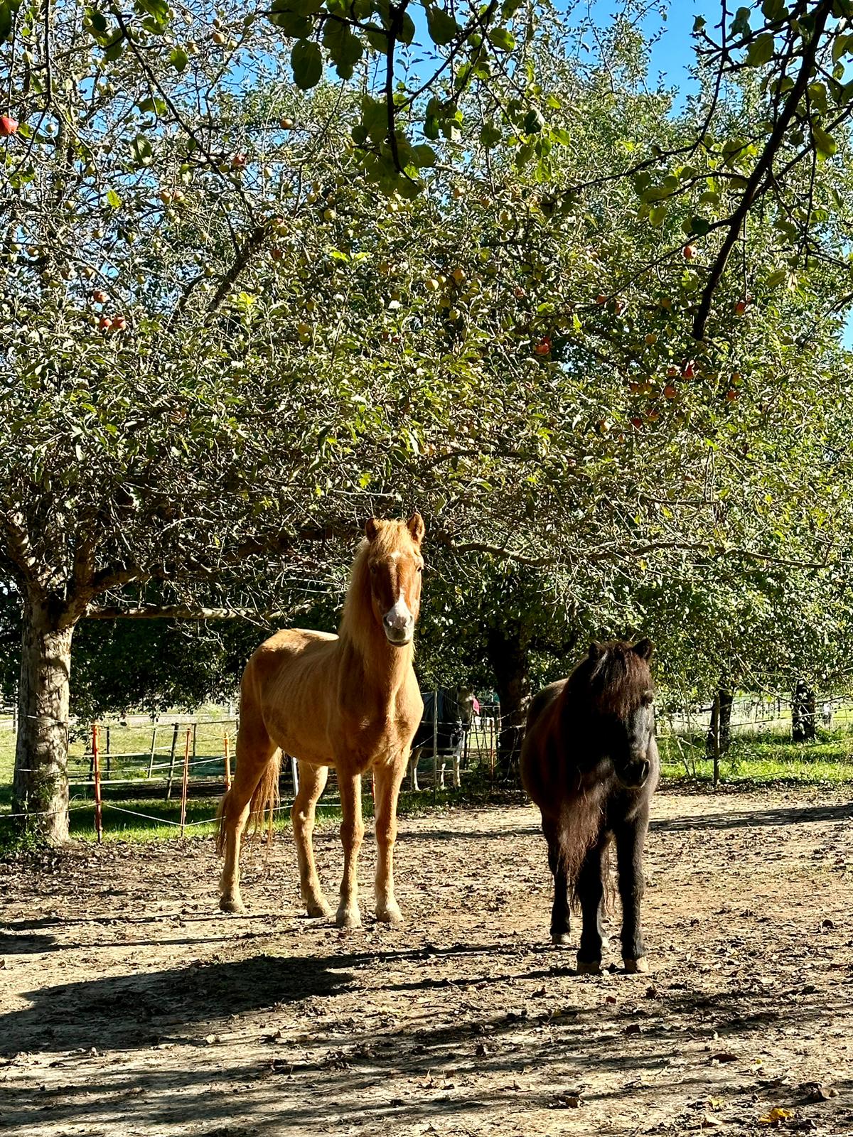 Pony-Abenteuer